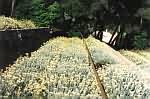 2avantc.jpg 640x423  [67470 bytes]